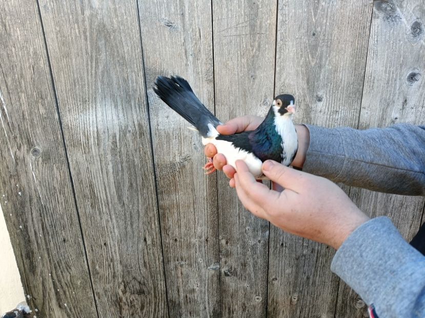 IMG20220206090241_01 - Pagi de Iasi 2022