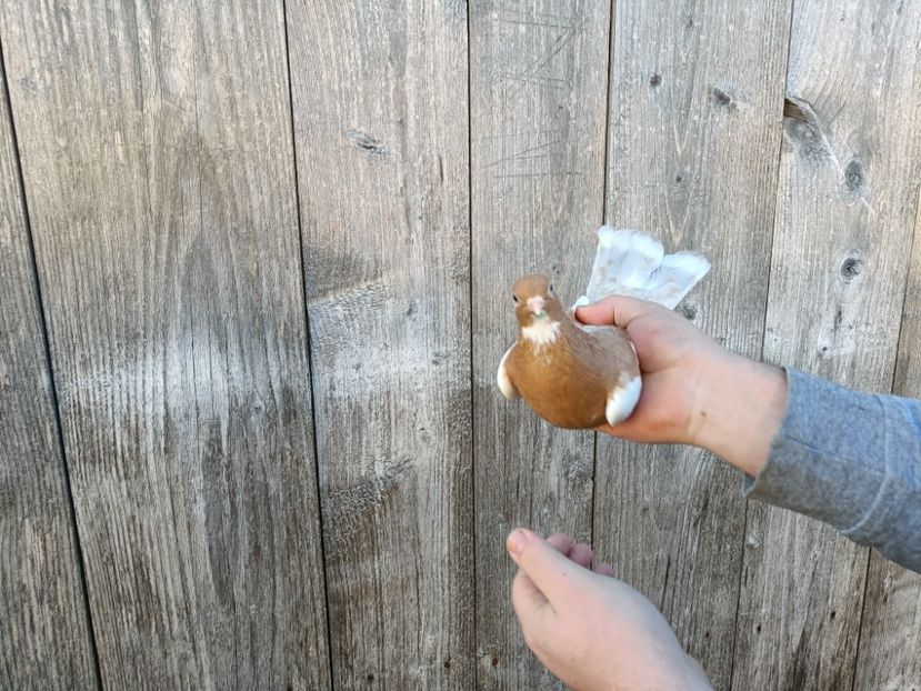 IMG20220206090327 - Pagi de Iasi 2022