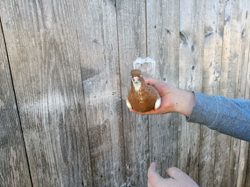 IMG20220206090405 - Pagi de Iasi 2022