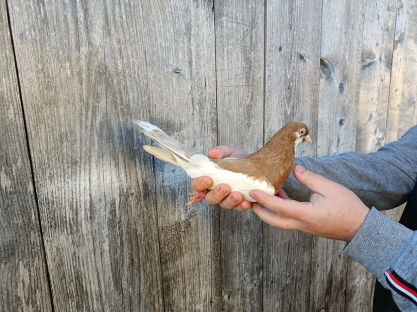 IMG20220206090410_01 - Pagi de Iasi 2022