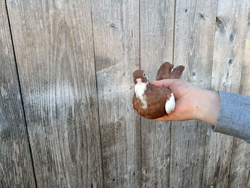 IMG20220206090504 - Pagi de Iasi 2022