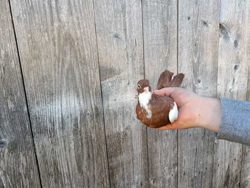 IMG20220206090503 - Pagi de Iasi 2022