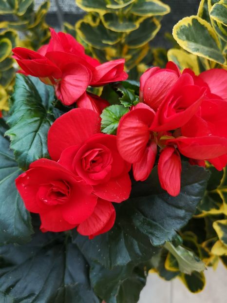 Begonia rosie - 0 0 2022