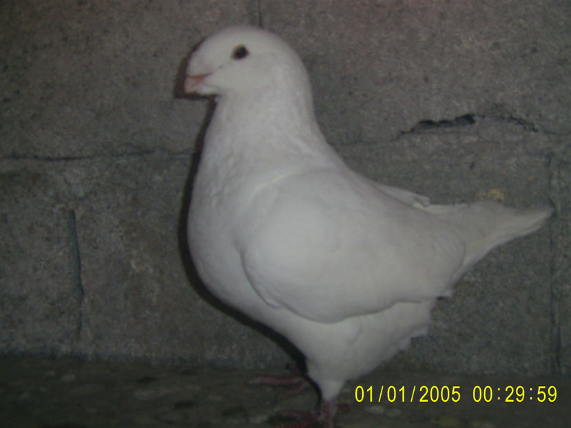 M -  2019 - americani baltati - perechi 2022