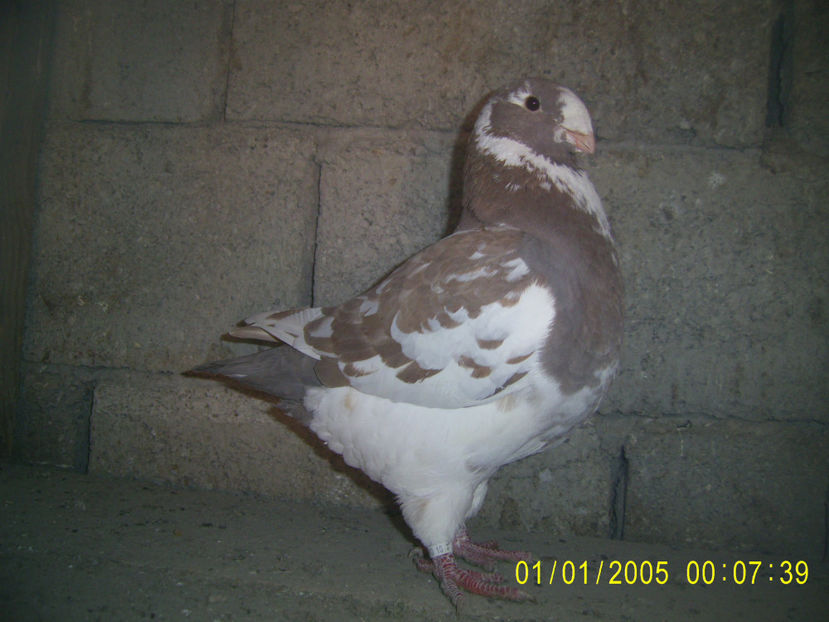 F -  2021 - americani baltati - perechi 2022