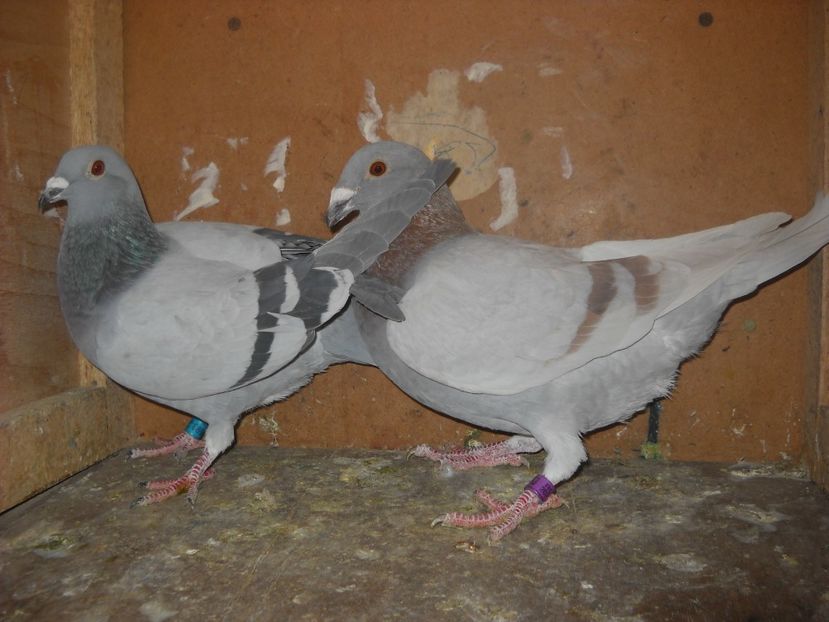  - PORUMBEI VANDUTI 2