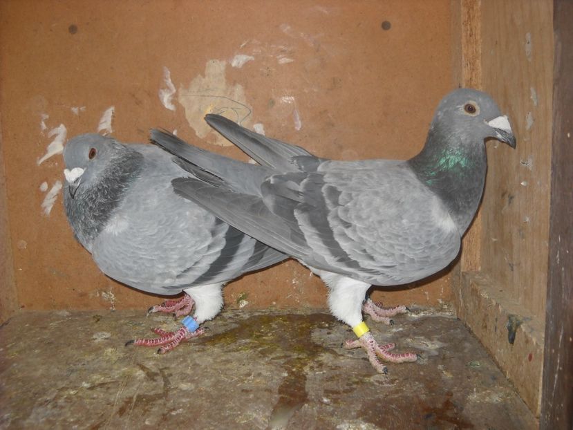  - UNDEVA IN SUCEAVA arhiva