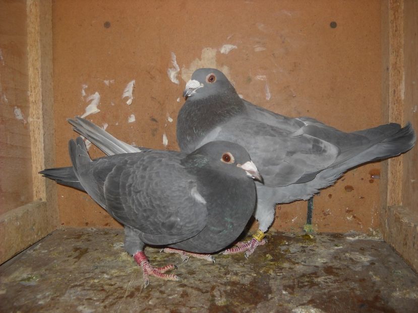  - UNDEVA IN SUCEAVA arhiva