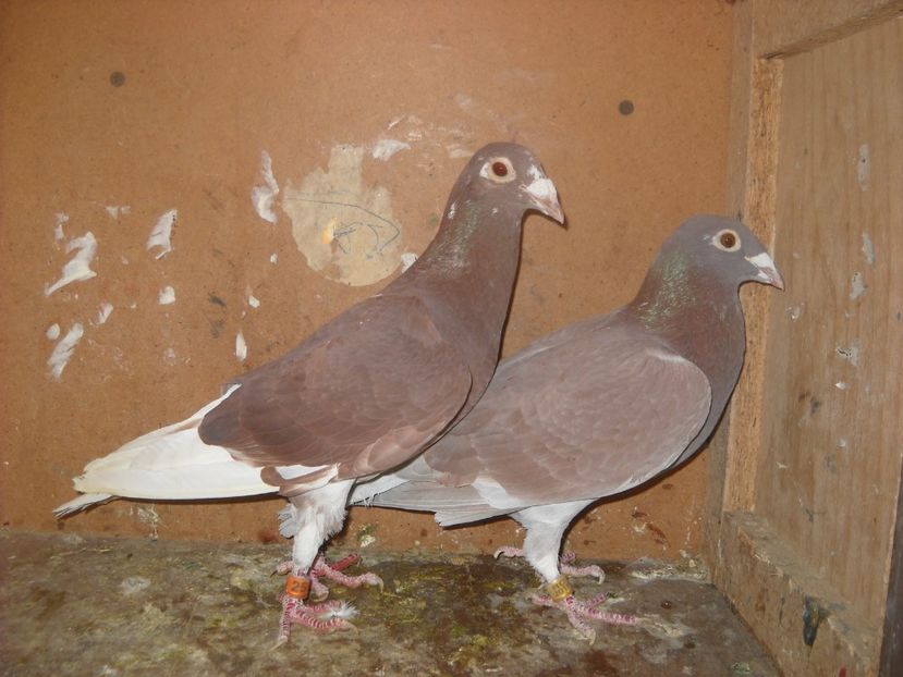  - PORUMBEI VANDUTI 2