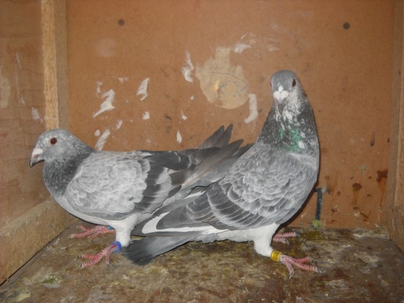  - PORUMBEI VANDUTI 2