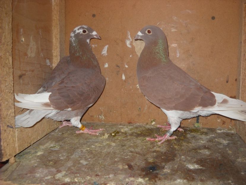  - PORUMBEI VANDUTI 2