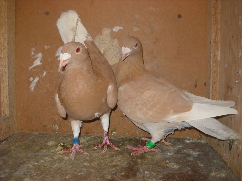  - PORUMBEI VANDUTI 2