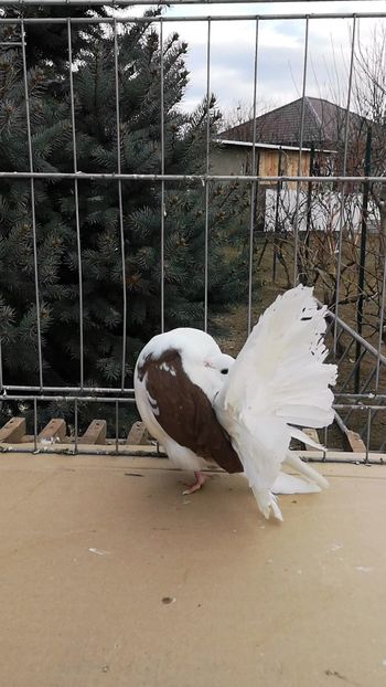 Videoframe_20220103_194624_com.huawei.himovie.overseas - capace colorate