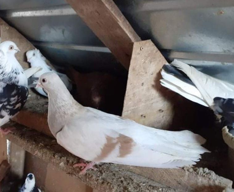 received_621472408926348 - 9-Dungat Romanesc