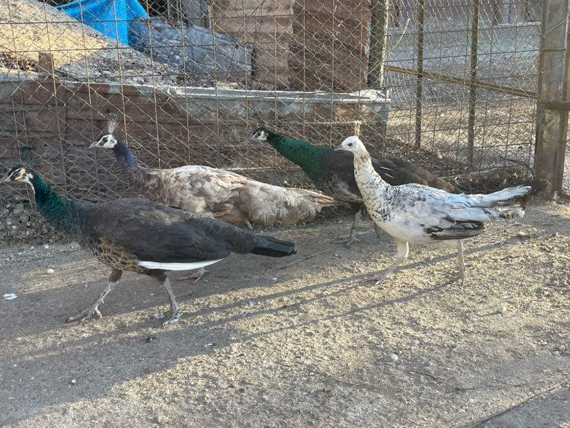 E6ED9B18-EA2B-4B9D-AB21-4393A8296125 - Pauni