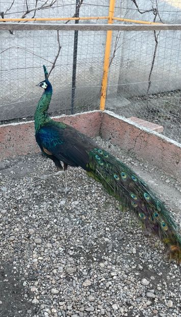 E20ECB77-420F-4BAE-BDDA-5DBE463D007C - Pauni