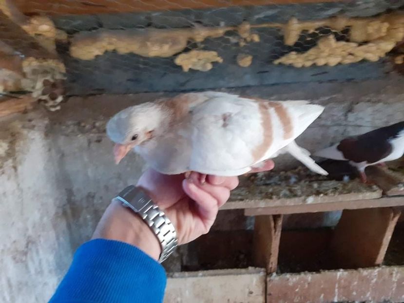 received_464888035295982 - 9-Dungat Romanesc