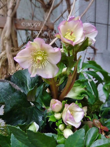 © - Helleborus - Spanz