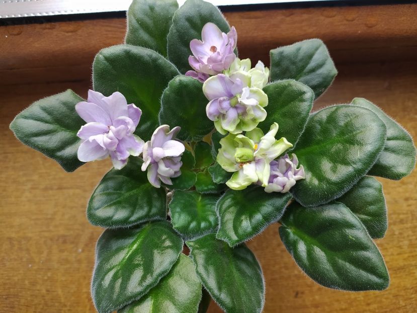 6 februarie 2022 - ZZZ_TV Dikaya Sliva sau Wild Plum