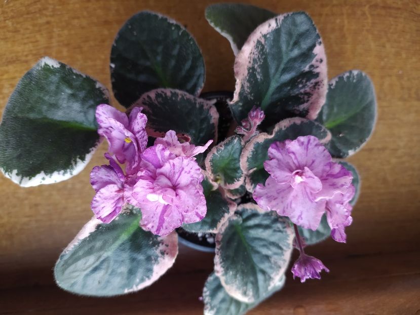 6 februarie 2022 - Buckeye Evermore Freckles