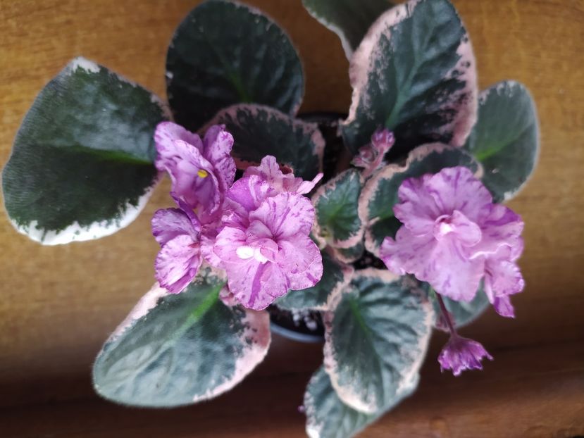 6 februarie 2022 - Buckeye Evermore Freckles