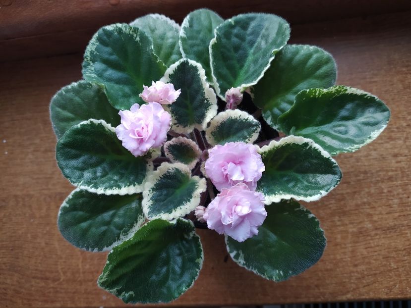 6 februarie 2022 - Ma s Corsage