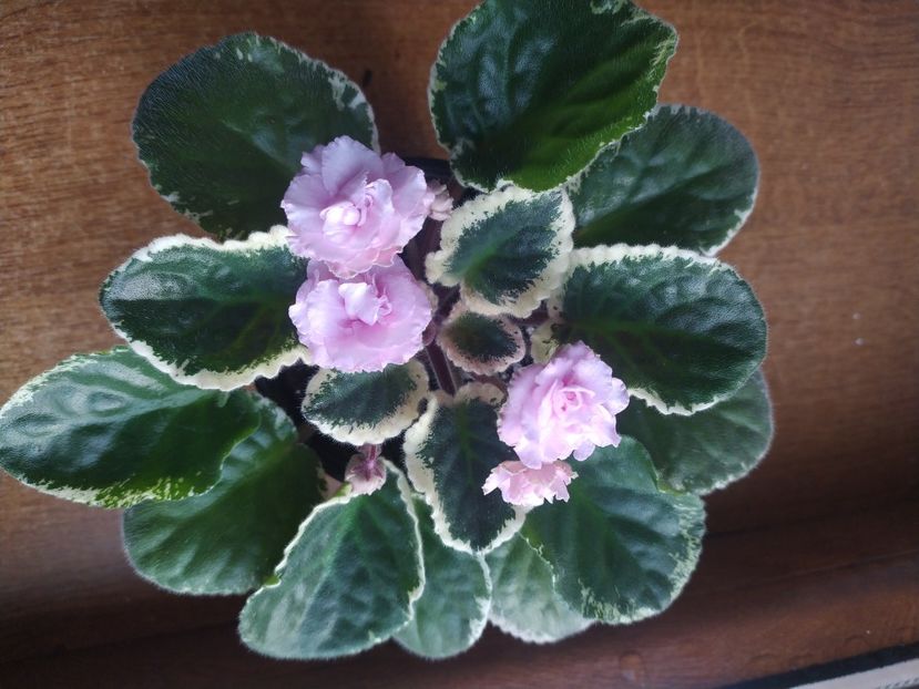 6 februarie 2022 - Ma s Corsage