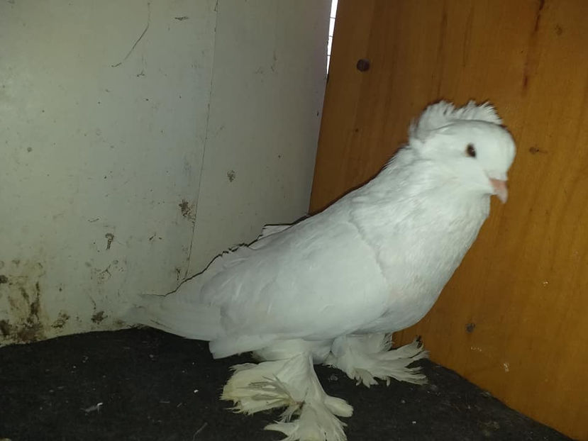 M. 2020 - Uriasi Maghiari