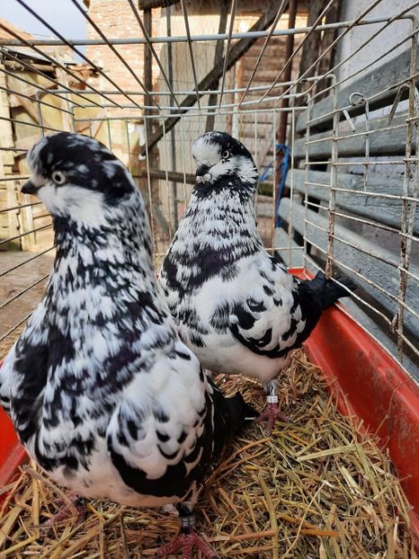 TIPLER 1 - TIPPLER GERMAN