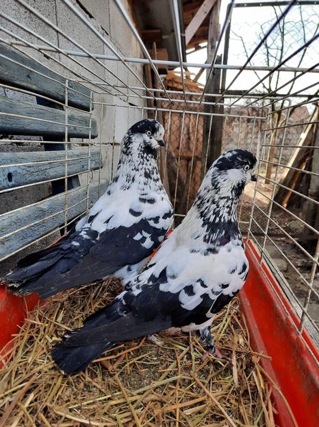 TIPLER 2 - TIPPLER GERMAN