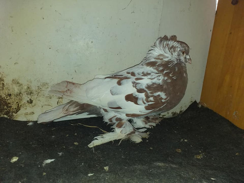 F  2020 - Uriasi Maghiari