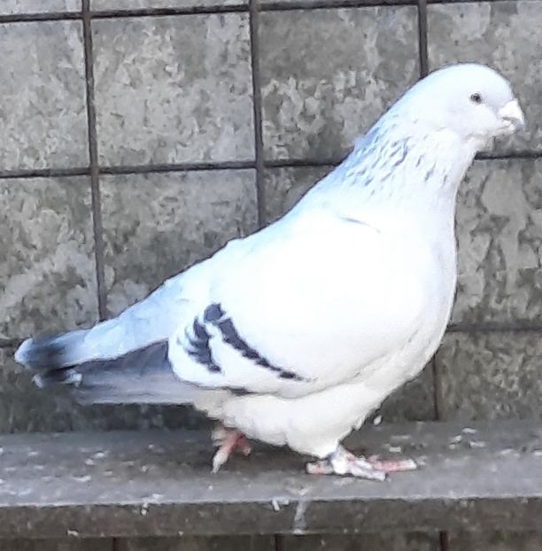  - Voliera