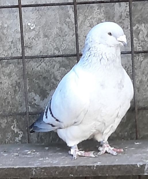  - Voliera