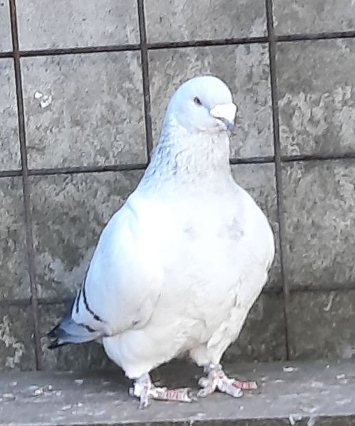  - Voliera