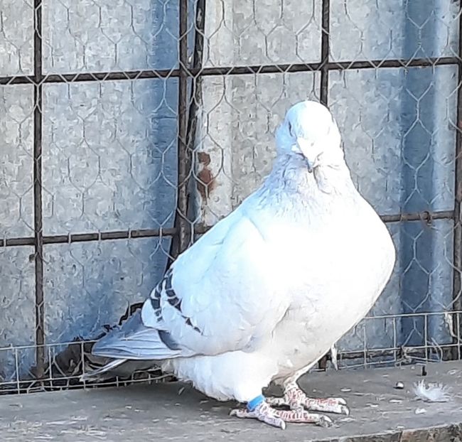  - Voliera