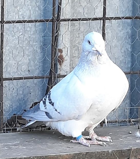  - Voliera