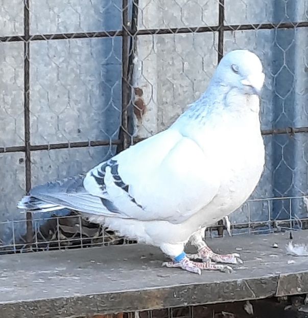  - Voliera