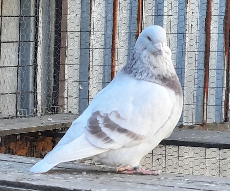  - Voliera