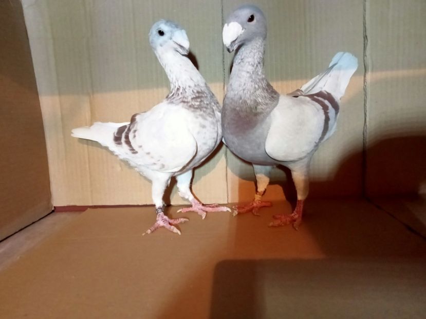 IMG20211219191626 - Voiajori germani 2022