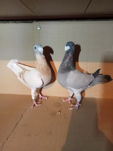 IMG20211219192229 - Voiajori germani 2022