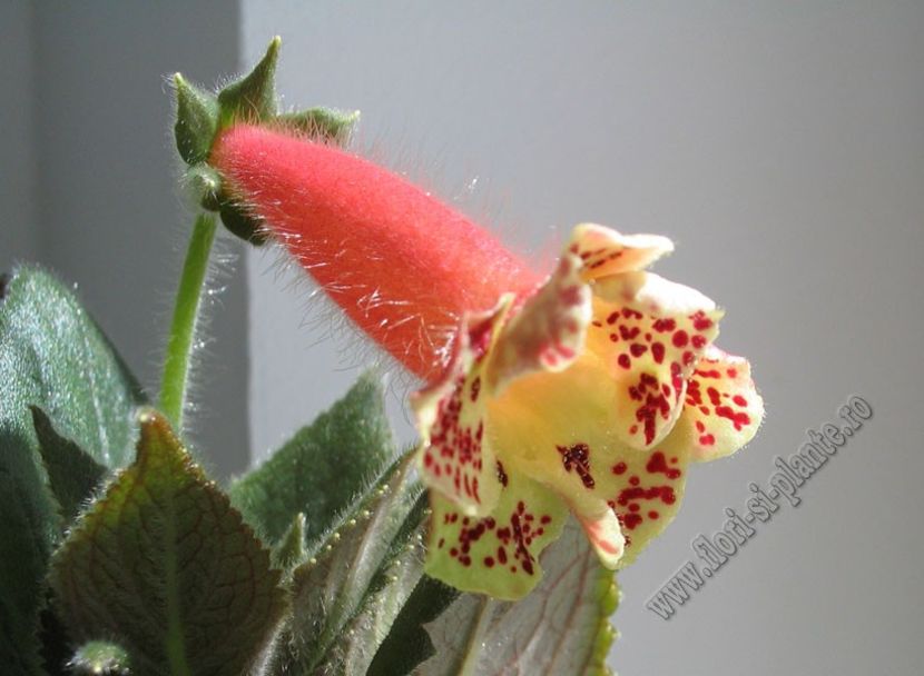 Kohleria Boomerang - 1 BLOG Gesneriaceae