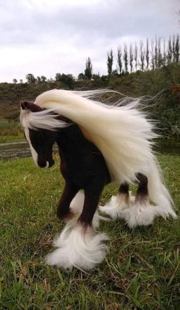  - Cai animale nobile