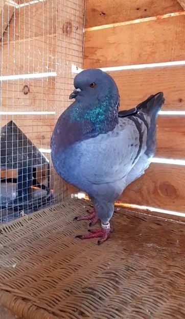 received_334547301839205 - King