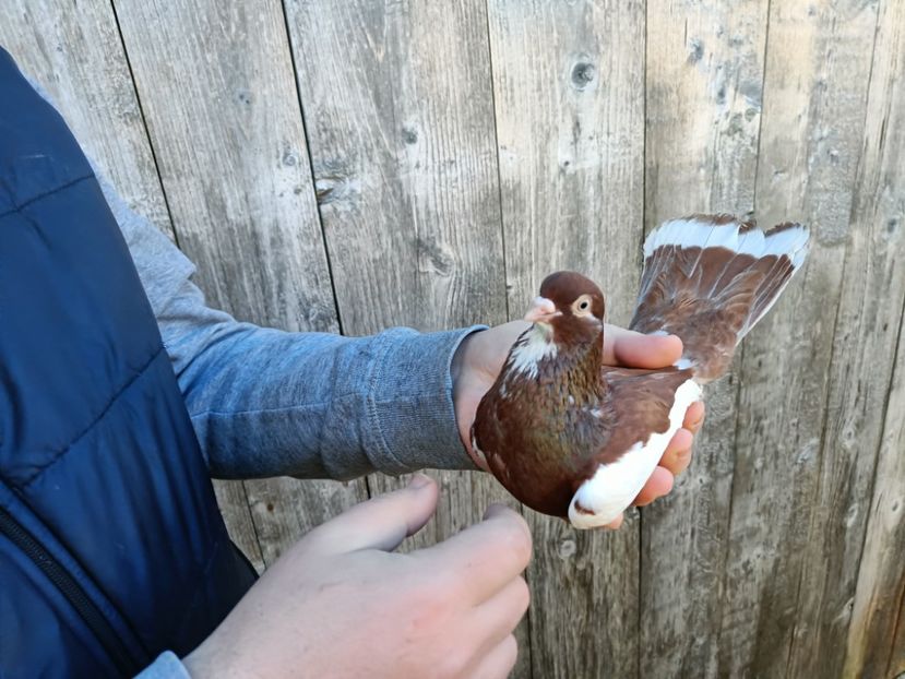 IMG20220206085230 - Pagi de Iasi 2022