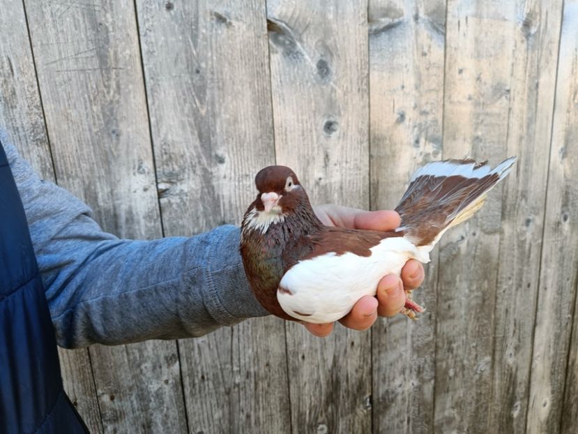 IMG20220206085238 - Pagi de Iasi 2022