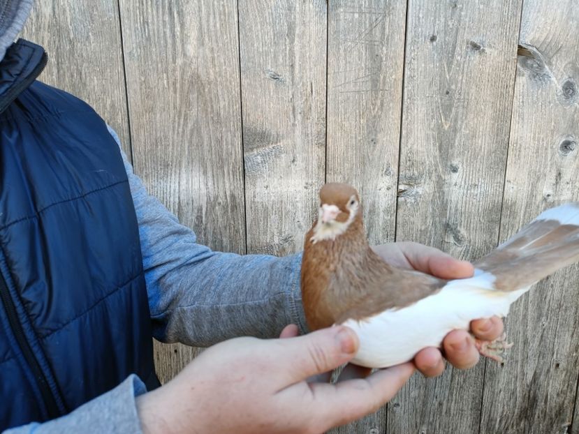 IMG20220206085330 - Pagi de Iasi 2022