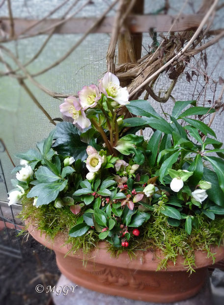 © - Helleborus - Spanz