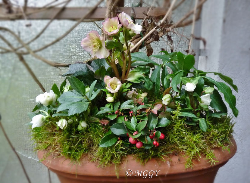 © - Helleborus - Spanz