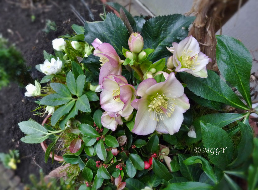 © - Helleborus - Spanz