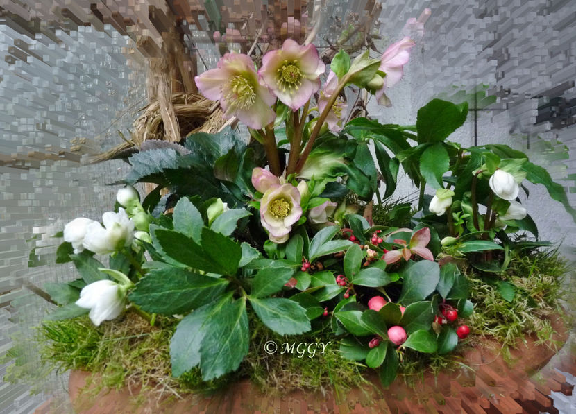 © - Helleborus - Spanz
